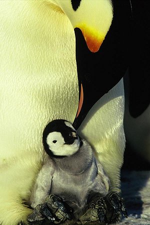 picture from March of the Penguins